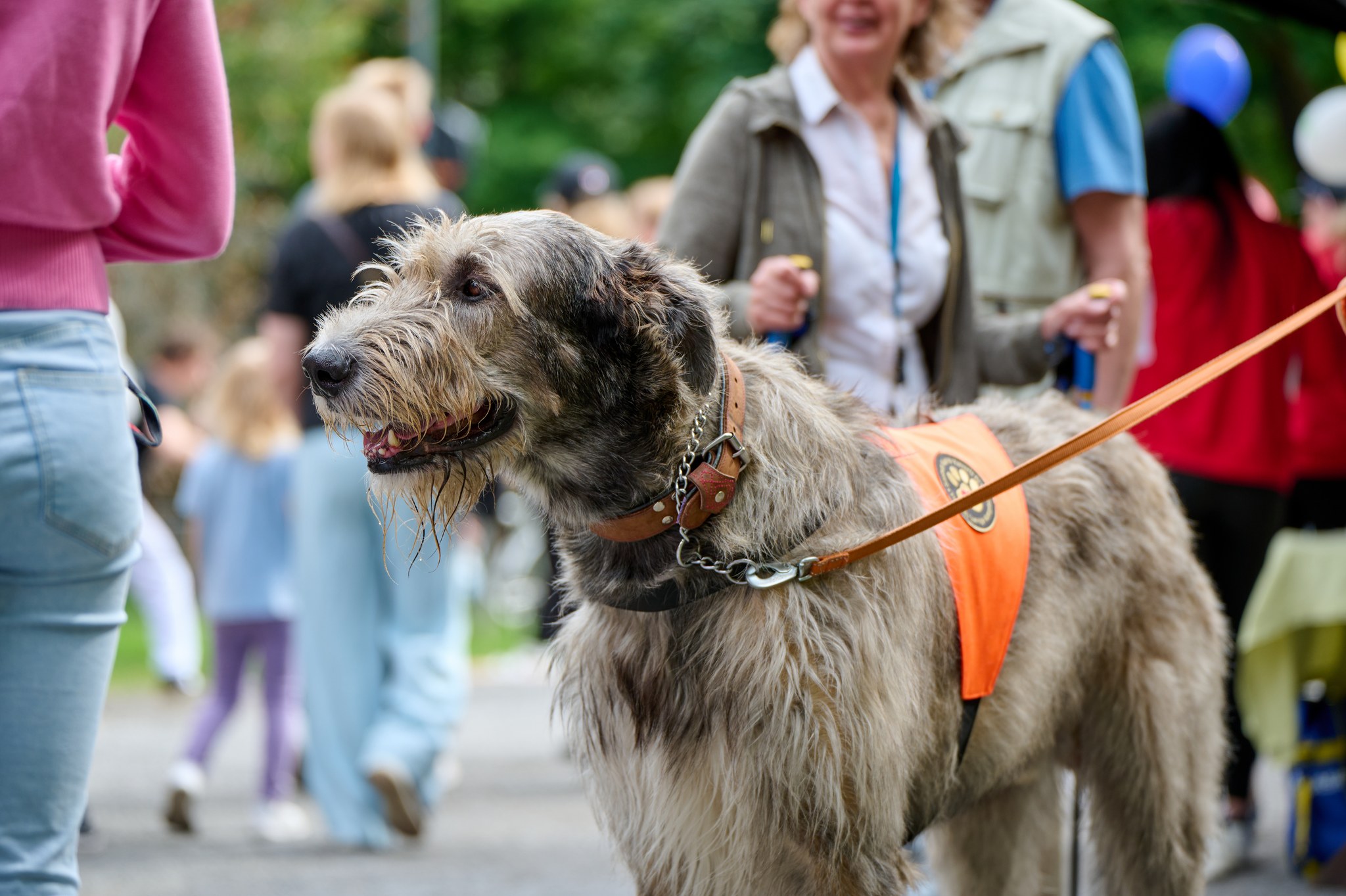A therapy dog at Hämeenpuisto boulevard.